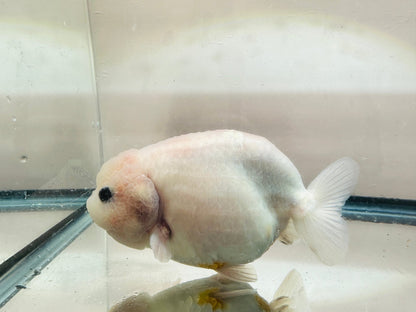 White Ranchu (F, 5'') - Lunar Fancies