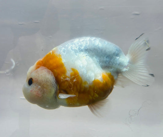 White & Red Ranchu (F, 4.5'') - Lunar Fancies