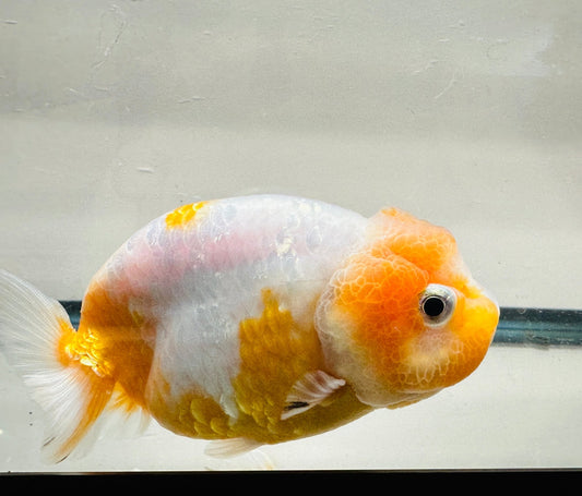 White & Red Ranchu (F, 4.5'') - Lunar Fancies