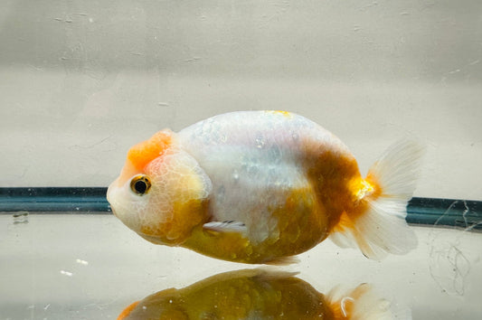 White & Red Ranchu (F, 4.5'') - Lunar Fancies