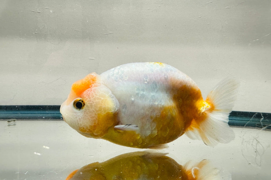 Large Ranchu Goldfish | Mature Fancy Goldfish – Lunar Fancies