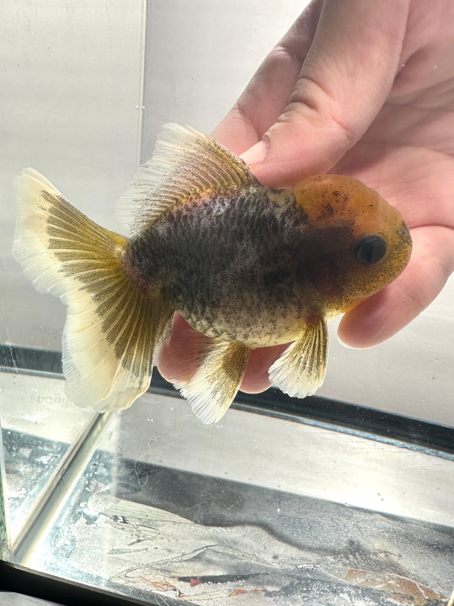 Yellow - Cap Oranda (M,4'') - Lunar Fancies