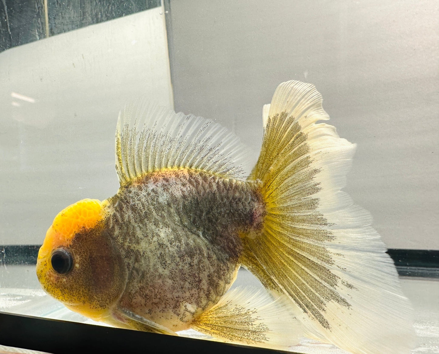 Yellow - Cap Oranda (M,4'') - Lunar Fancies