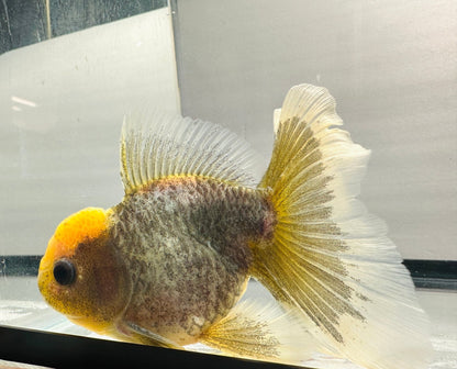 Yellow - Cap Oranda (M,4'') - Lunar Fancies