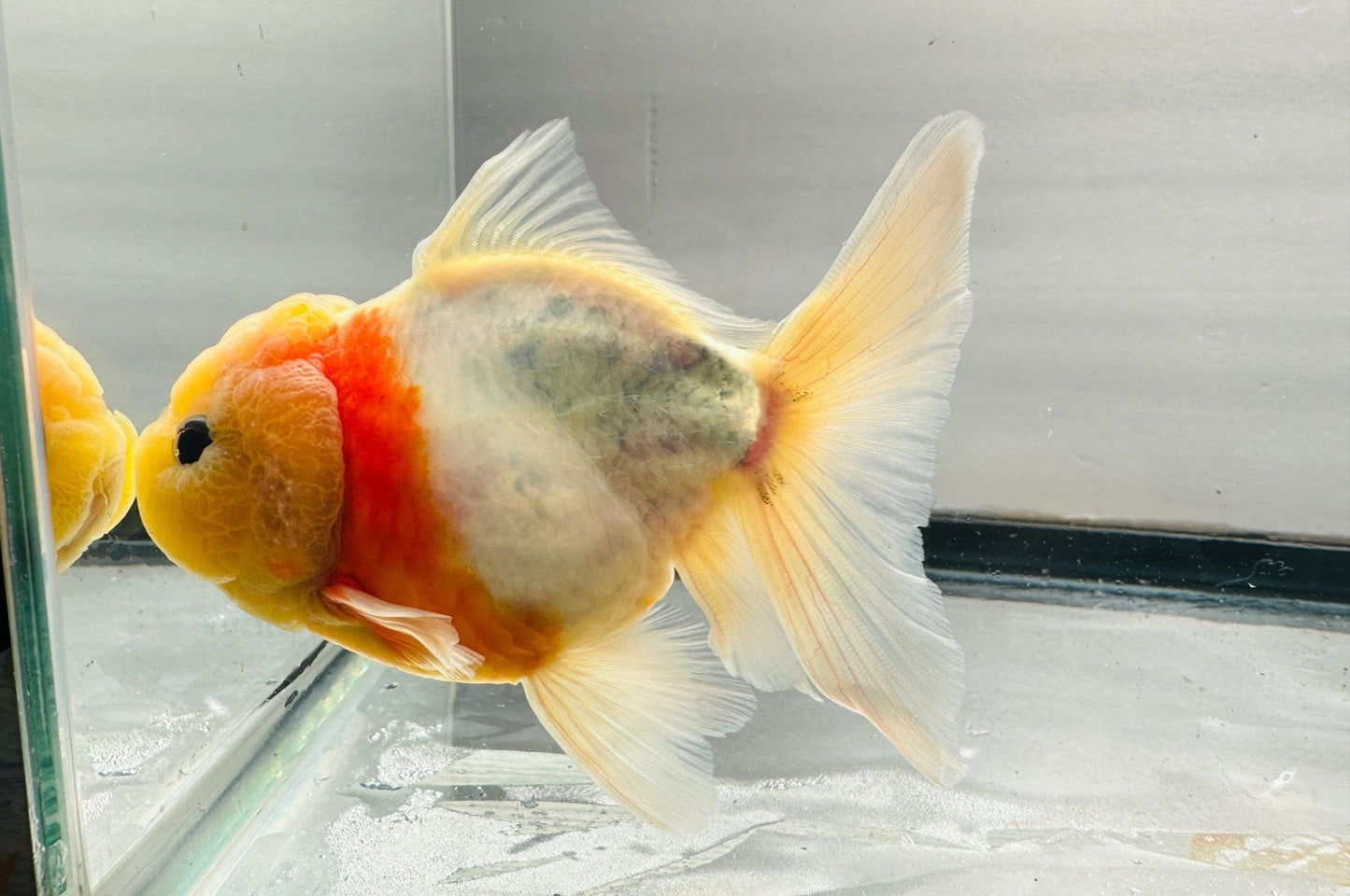 Yellow Capped Oranda (M, 4.5'') - Lunar Fancies