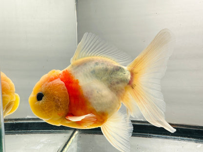 Yellow Capped Oranda (M, 4.5'') - Lunar Fancies