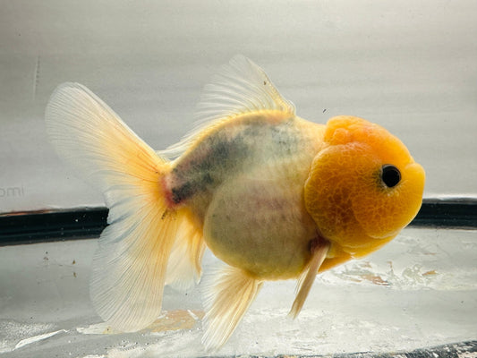 Yellow Capped Oranda (M, 4.5'') - Lunar Fancies