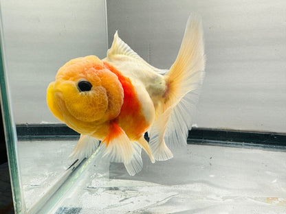 Yellow Capped Oranda (M, 4.5'') - Lunar Fancies