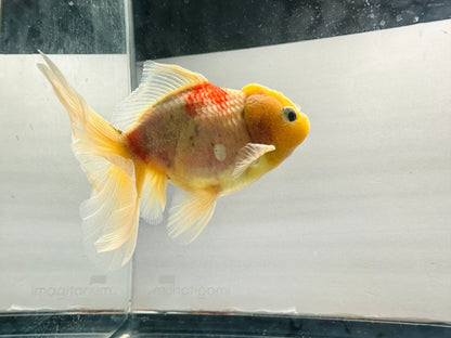 Yellow Capped Oranda (M, 5'') - Lunar Fancies