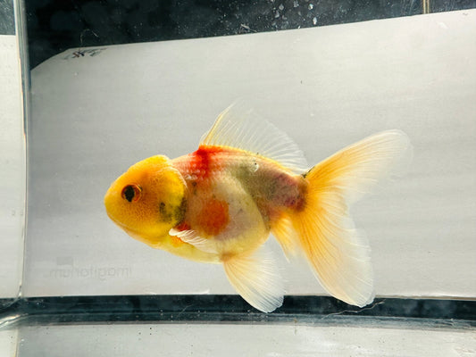 Yellow Capped Oranda (M, 5'') - Lunar Fancies